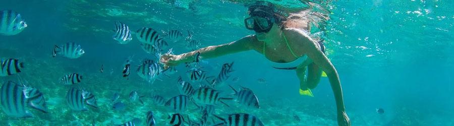 Cabo Snorkel Express 1