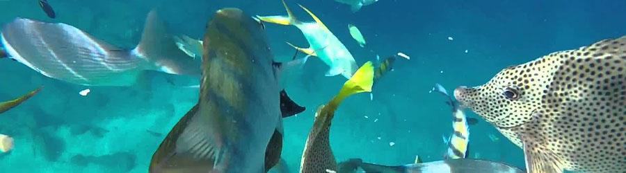 Cabo Snorkel Express 7