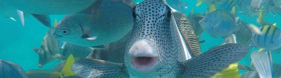 Private 50’ Beneteau Sailboat The Arch, Land’s End, Santa Maria Bay, Chileno Bay & Palmilla Bay 8