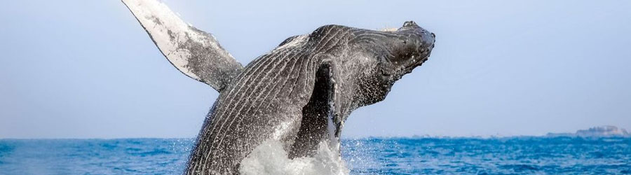 Private 40’ Van Dutch Yatch To Santa Maria Bay, Chileno Bay, Land’s End or Palmilla Bay 6