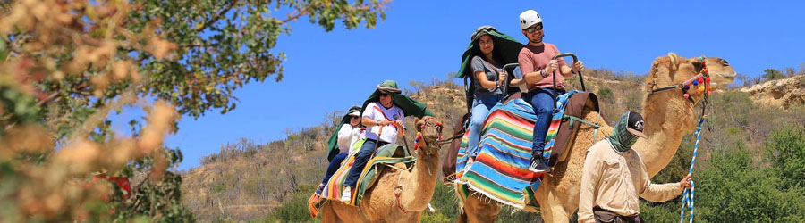 Cabo Camel Ride Adventure 7