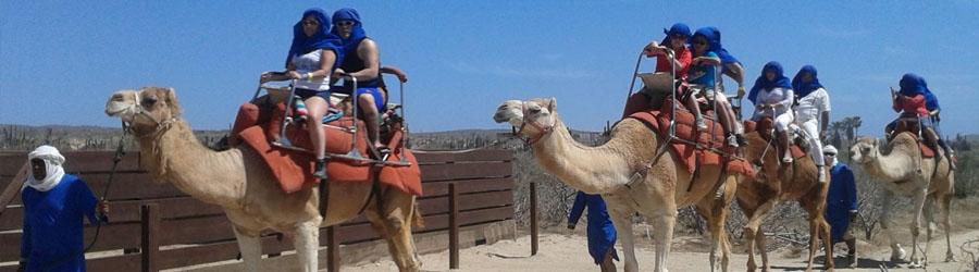 ATV & Camel Quest Wild Canyon Adventure 1