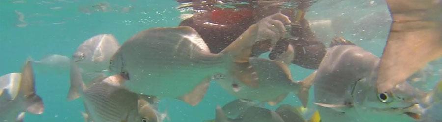 Santa Maria Cove & Chileno Bay Snorkeling 4