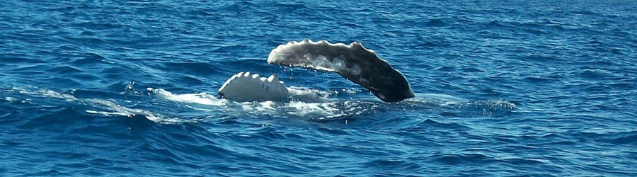 Cabo 3x1 Super Combo: Whales, Snorkel + Lands End 3