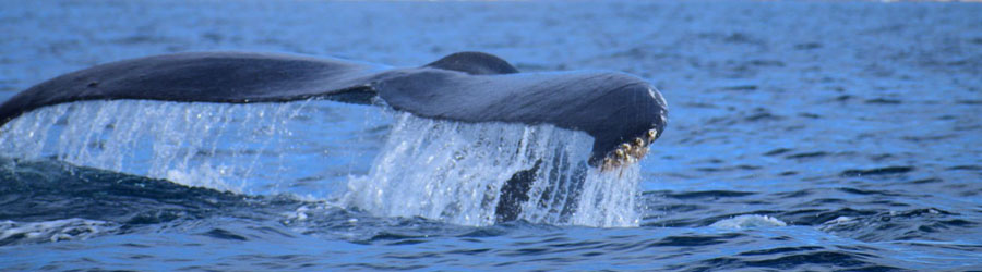 Cabo 3x1 Super Combo: Whales, Snorkel + Lands End 6