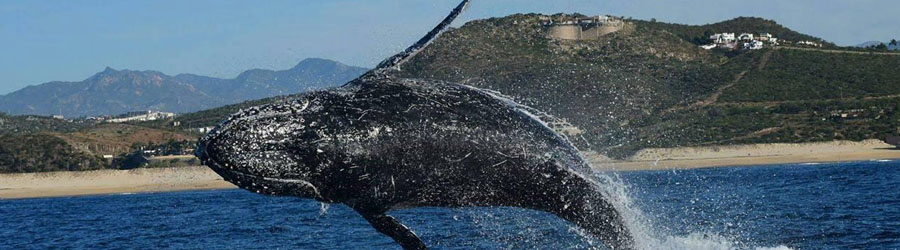 Cabo 3x1 Super Combo: Whales, Snorkel + Lands End 7