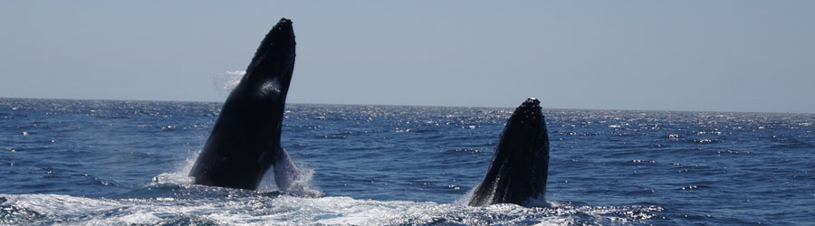 Cabo 3x1 Super Combo: Whales, Snorkel + Lands End 8