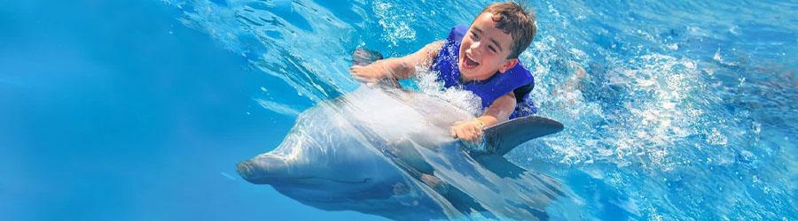 Swimming With Dolphins in Cabo 2