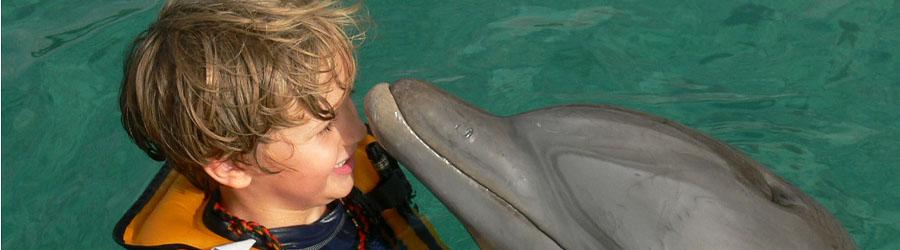 Swimming With Dolphins in Cabo 5