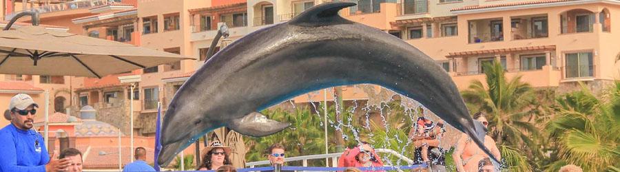 Swimming With Dolphins in Cabo 6