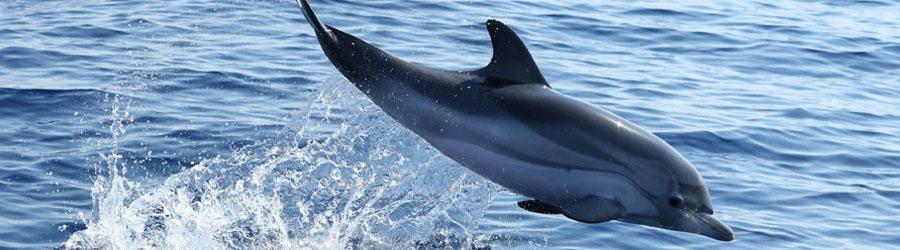 Los Cabos Monster Zip Lines & Dolphin Swim Encounter 3