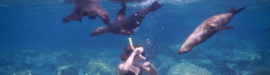 Espiritu Santo Island Baja Sightseeing Adventure 2