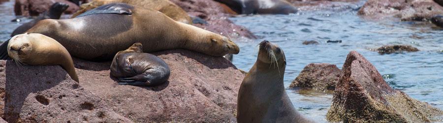 Espiritu Santo Island Baja Sightseeing Adventure 3