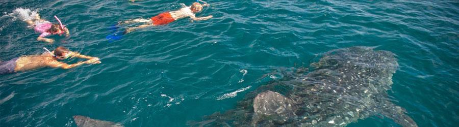 Espiritu Santo Island Baja Sightseeing Adventure 5