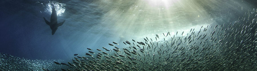 Catamaran to Espiritu Santo Island and Baja Sightseeing in Todos Santos 1