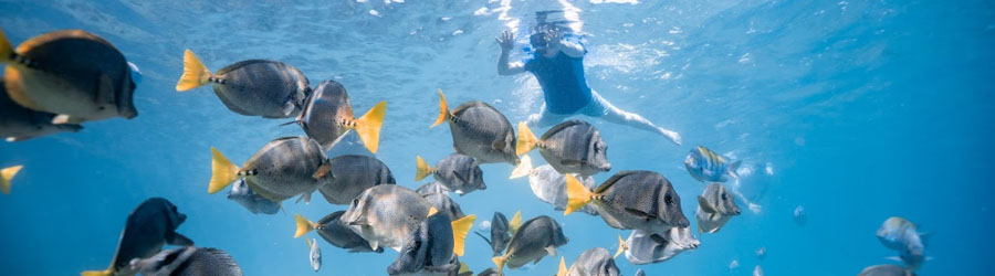 Sea of Cortez Snorkeling and Glass Bottom Kayak to the Arch of Cabo 1