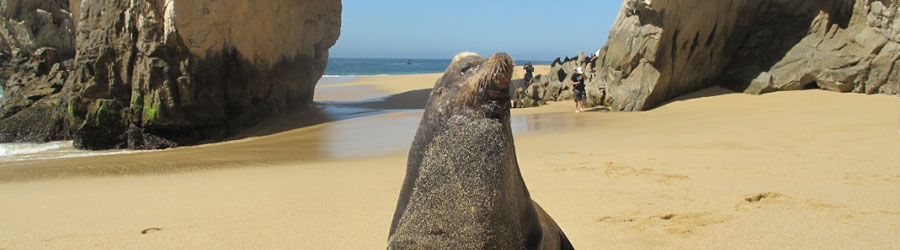 Sea of Cortez Snorkeling and Glass Bottom Kayak to the Arch of Cabo 2