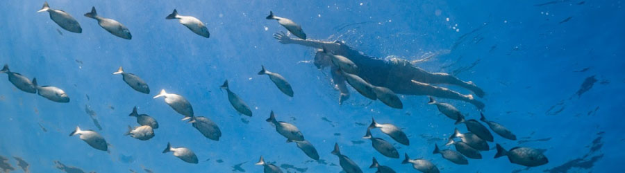 Sea of Cortez Snorkeling and Glass Bottom Kayak to the Arch of Cabo 7