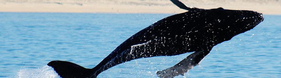 Cabo Booze Cruise Whale Watching 5