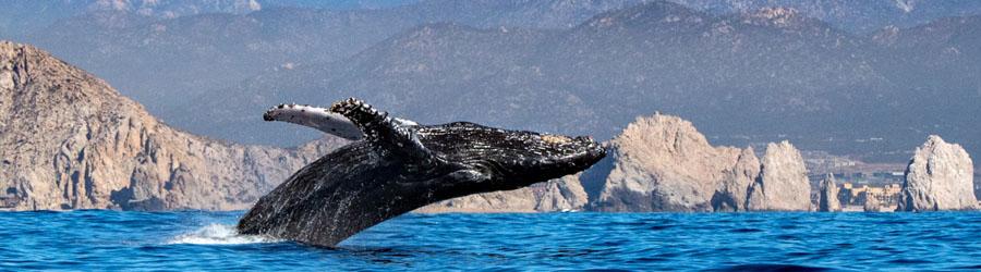 Cabo Booze Cruise Whale Watching 7