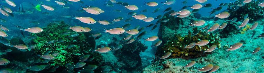 Lovers Beach Snorkeling Tour 7