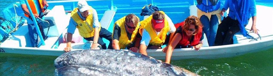 Magdalena Bay Whale Watching Experience 2