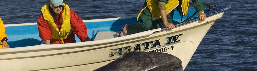 Magdalena Bay Whale Watching Experience 4