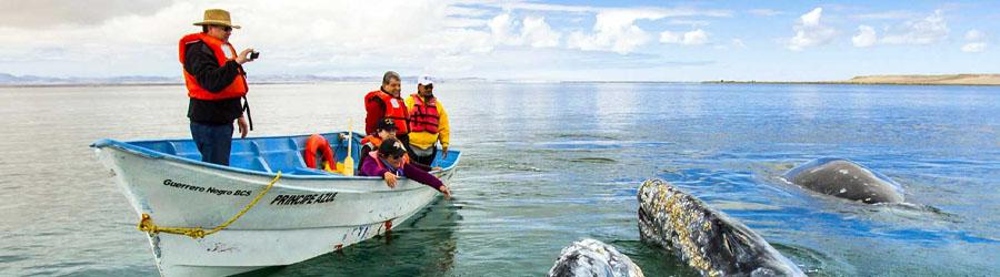 Magdalena Bay Whale Watching Experience 7