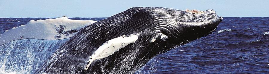 Magdalena Bay Whale Watching Experience 8