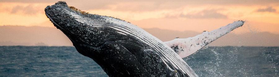 Pontoon Whale Watching Cabo San Lucas 3