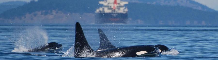 Pontoon Whale Watching Cabo San Lucas 5