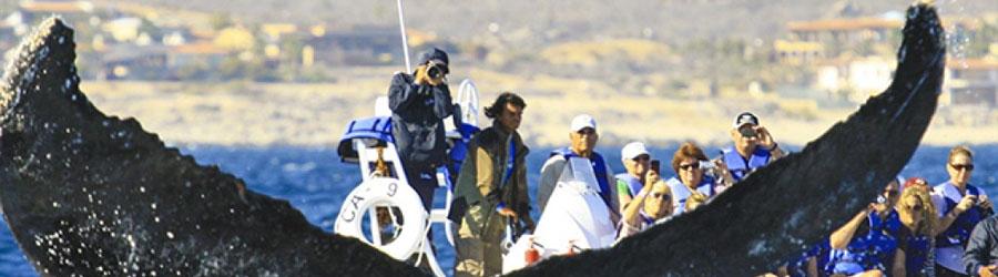 Pontoon Whale Watching Cabo San Lucas 7
