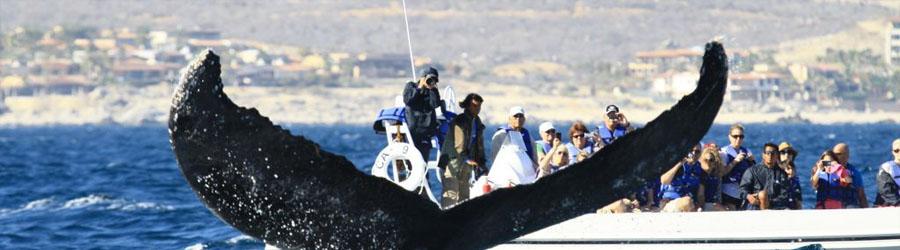 Luxury Sunset Sailing Cabo San Lucas 8