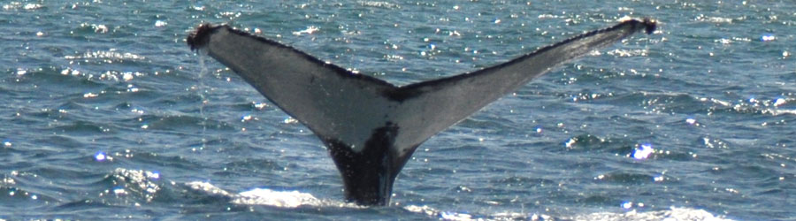 Private Express Guaranteed Whale Watching Excursion 1