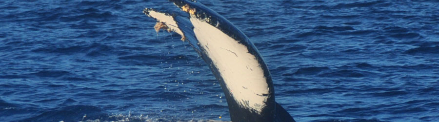 Private Express Guaranteed Whale Watching Excursion 2