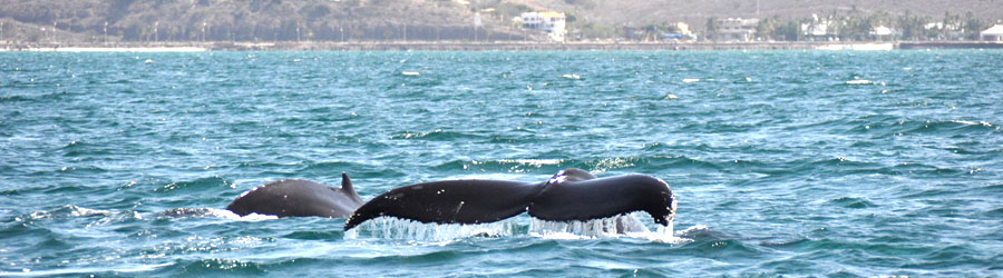 Private Express Guaranteed Whale Watching Excursion 3