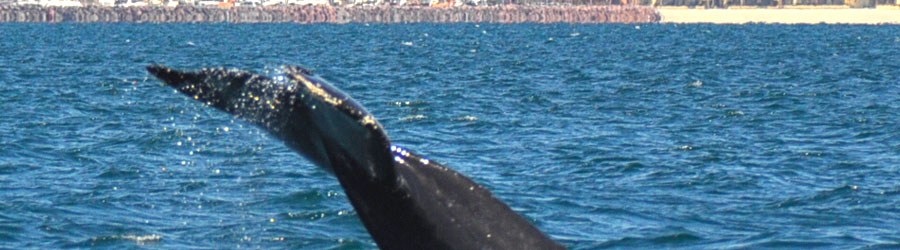 Private Express Guaranteed Whale Watching Excursion 4