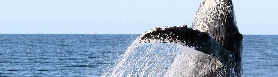 Private Cabo San Lucas Whale Watching Pontoon Charter 2
