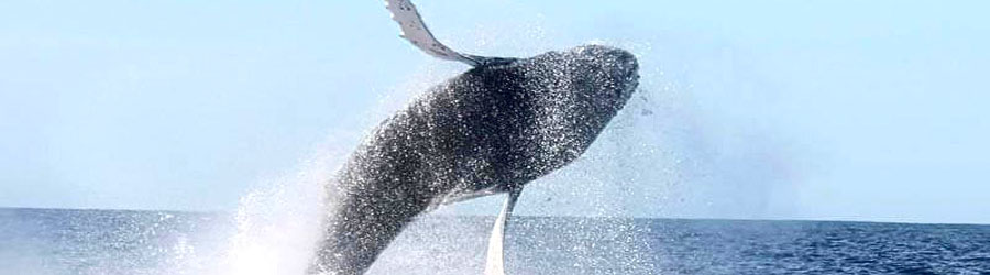 Private Cabo San Lucas Whale Watching Pontoon Charter 3