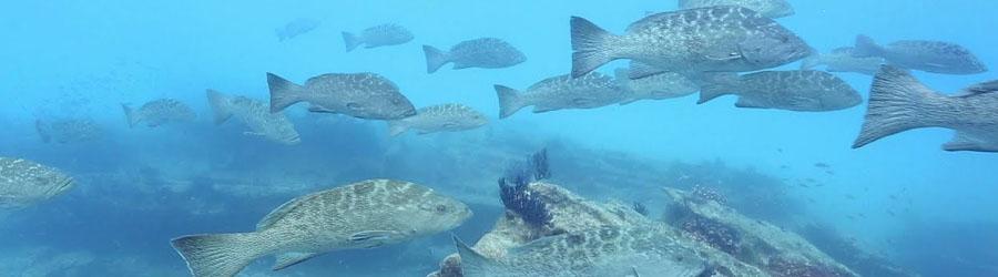 Cabo Pulmo Marine Park 1