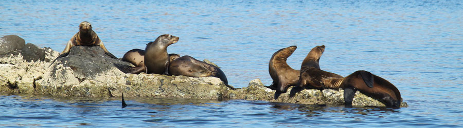 La Paz Baja Sea Lion Snorkel and Beach Resort 2