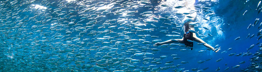 La Paz Baja Sea Lion Snorkel and Beach Resort 5