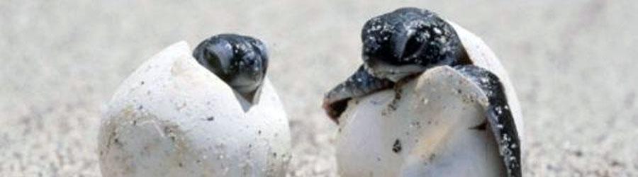 Baja Beach Sea Turtle Release at Sunset 8