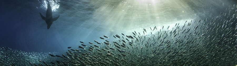 La Paz Baja California Catamaran Snorkeling Tour 2