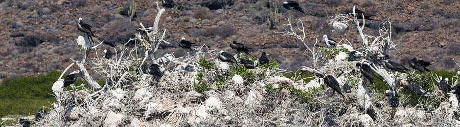 La Paz Baja California Catamaran Snorkeling Tour 6