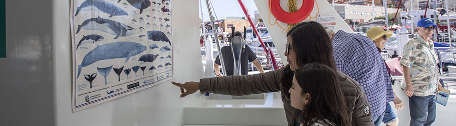 Luxury Catamaran Whale Watching and Lunch Cruise 2