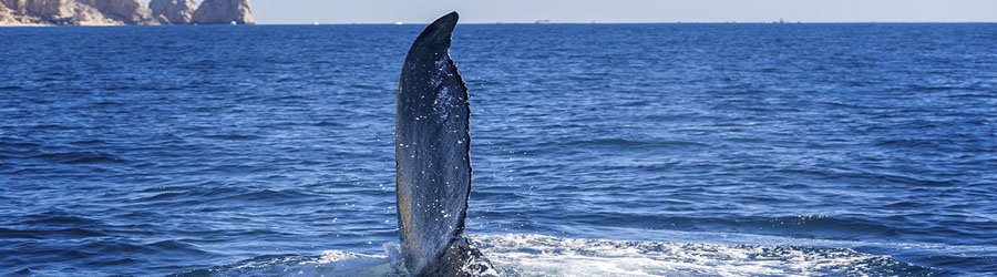 Luxury Catamaran Whale Watching and Lunch Cruise 3