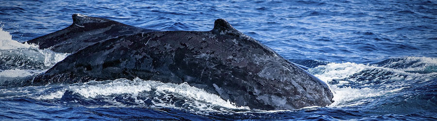 Luxury Catamaran Whale Watching and Lunch Cruise 4