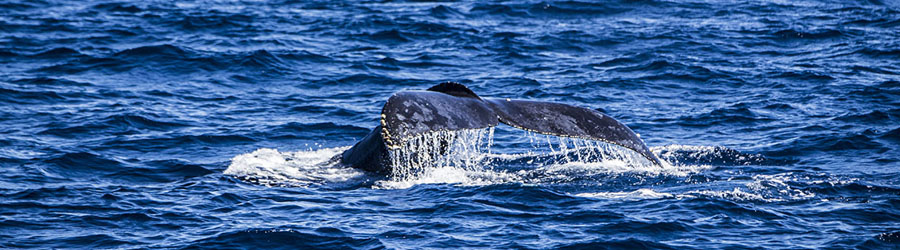 Luxury Catamaran Whale Watching and Lunch Cruise 6