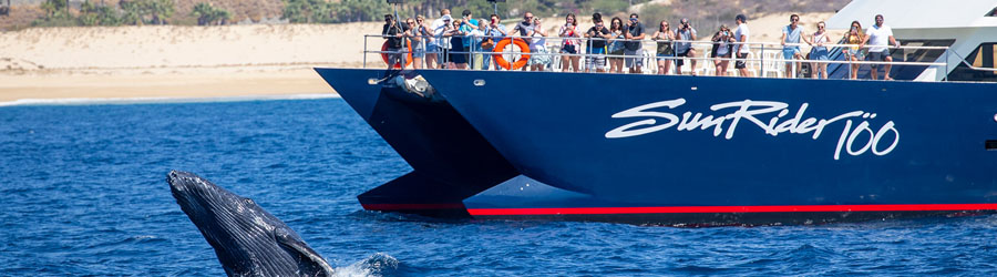 Luxury Catamaran Whale Watching and Lunch Cruise 7